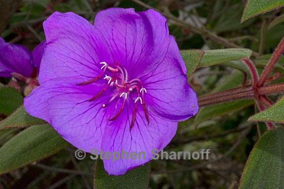 tibouchina cardinalis 4 graphic